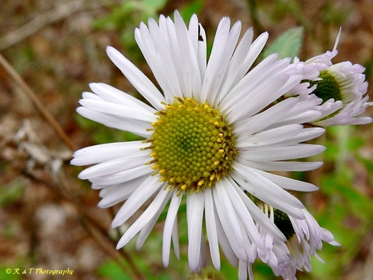{Erigeron pulchellus}
